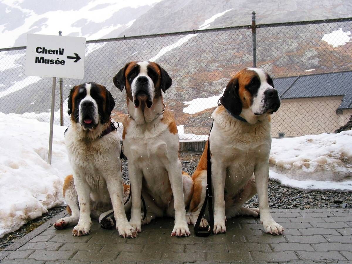 Сенбернар и алабай