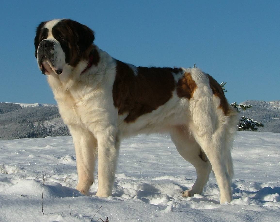 Сенбернар Жером