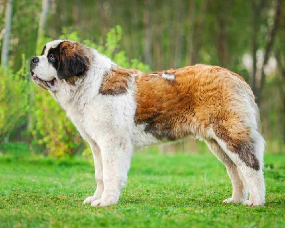 Длинношерстный Сенбернар