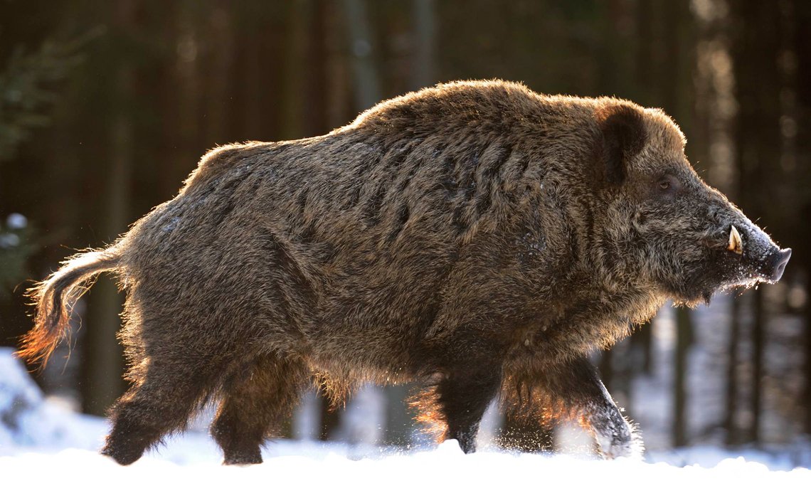 Самый большой дикий кабан секач