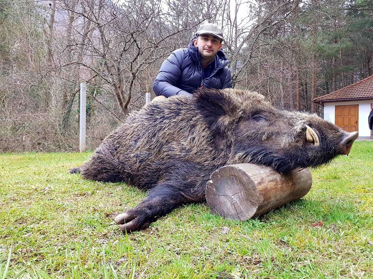 Самый большой кабан секач Вепрь