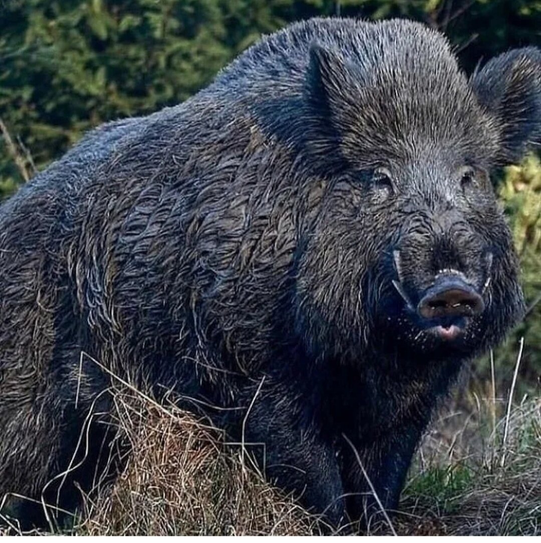 Кабан Вепрь секач