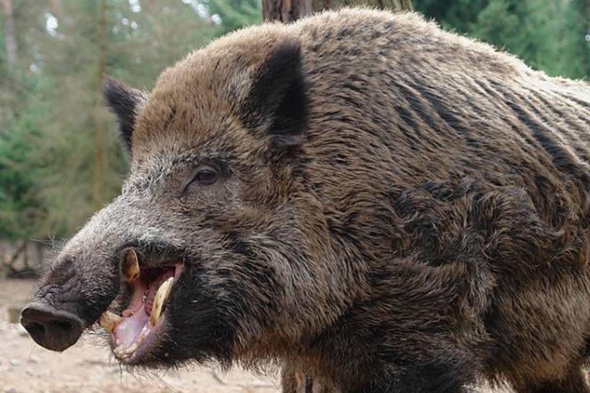 Кабан Вепрь секач