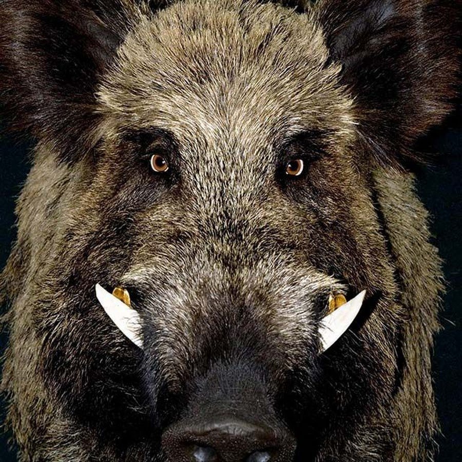 Кабан Вепрь секач