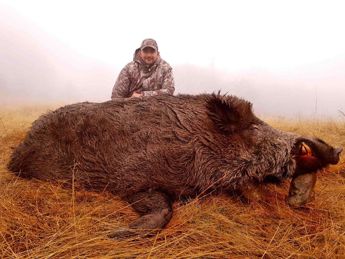 Вепрь секач