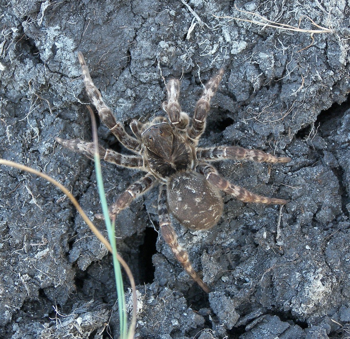 Южнорусский Тарантул