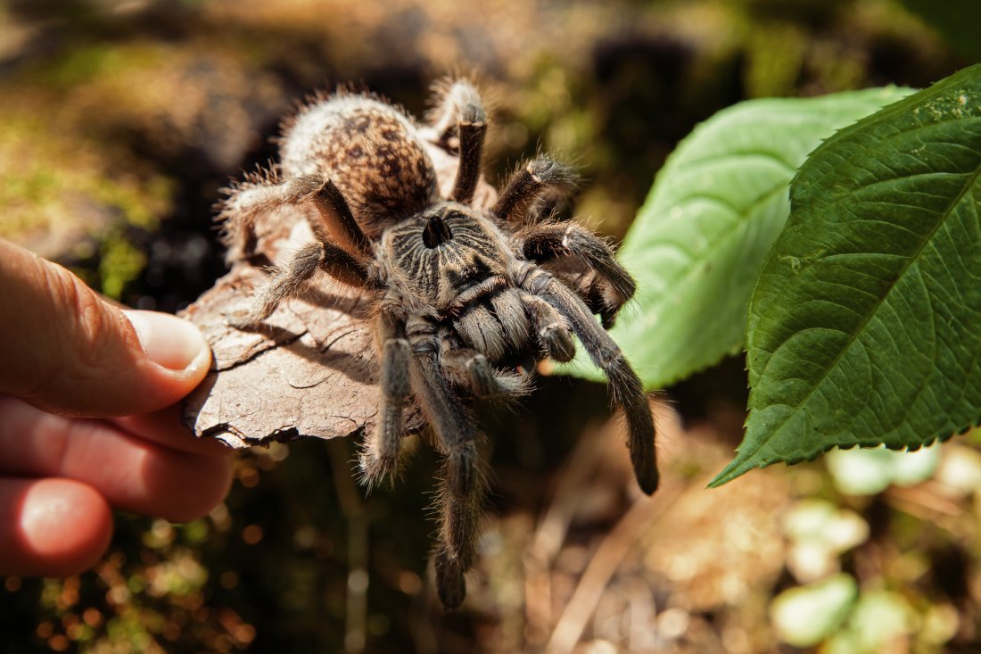 Каракурт Южнорусский Тарантул