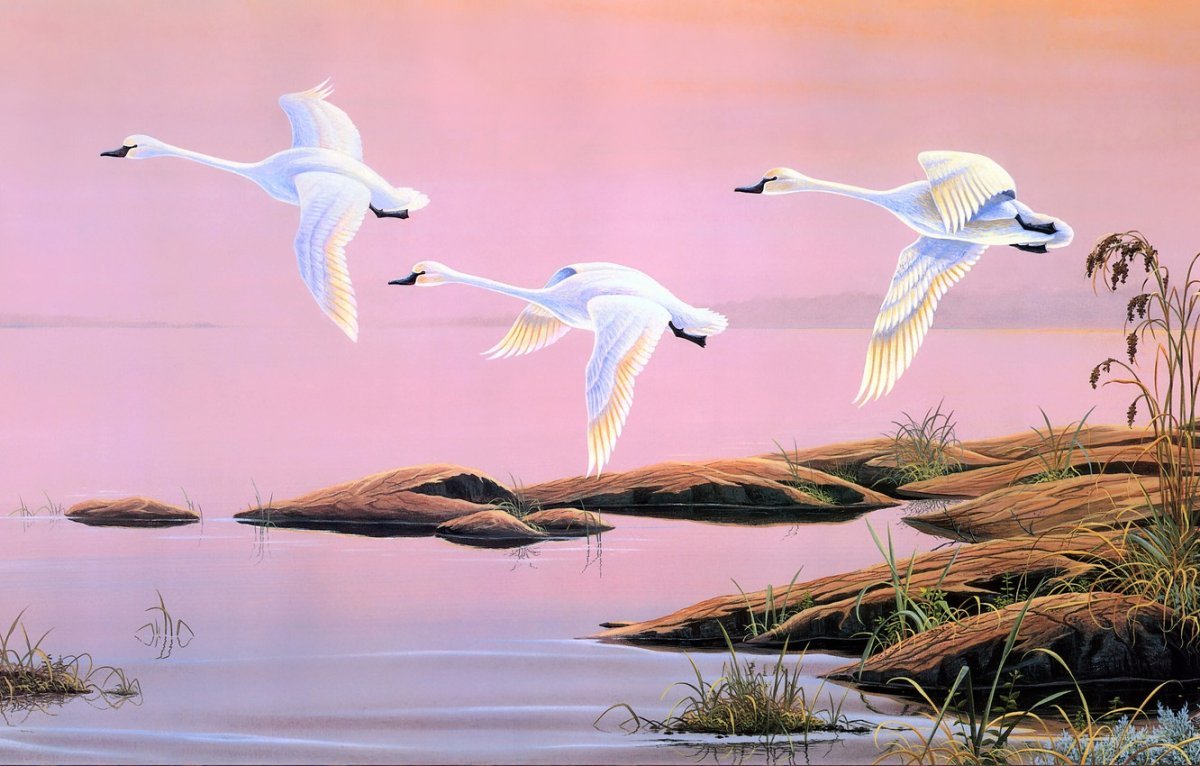 Летящие лебеди живопись