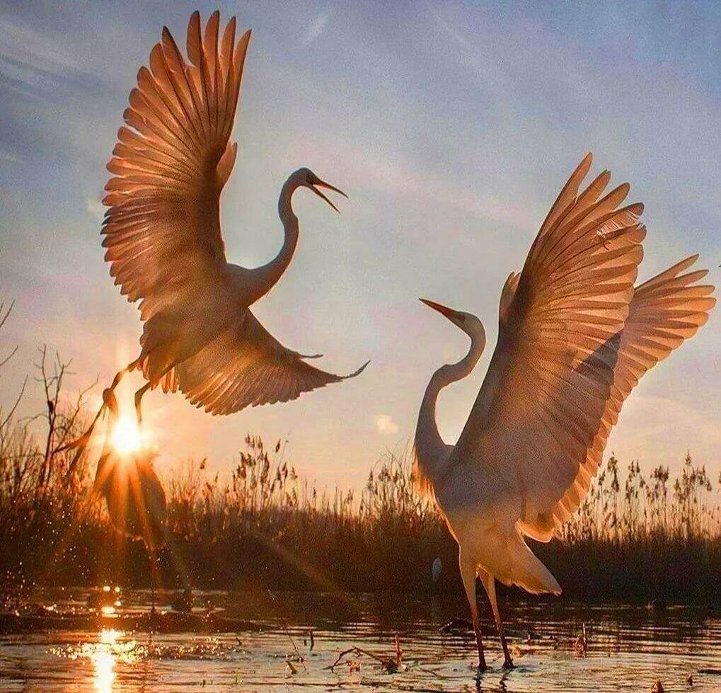 Пара журавлей