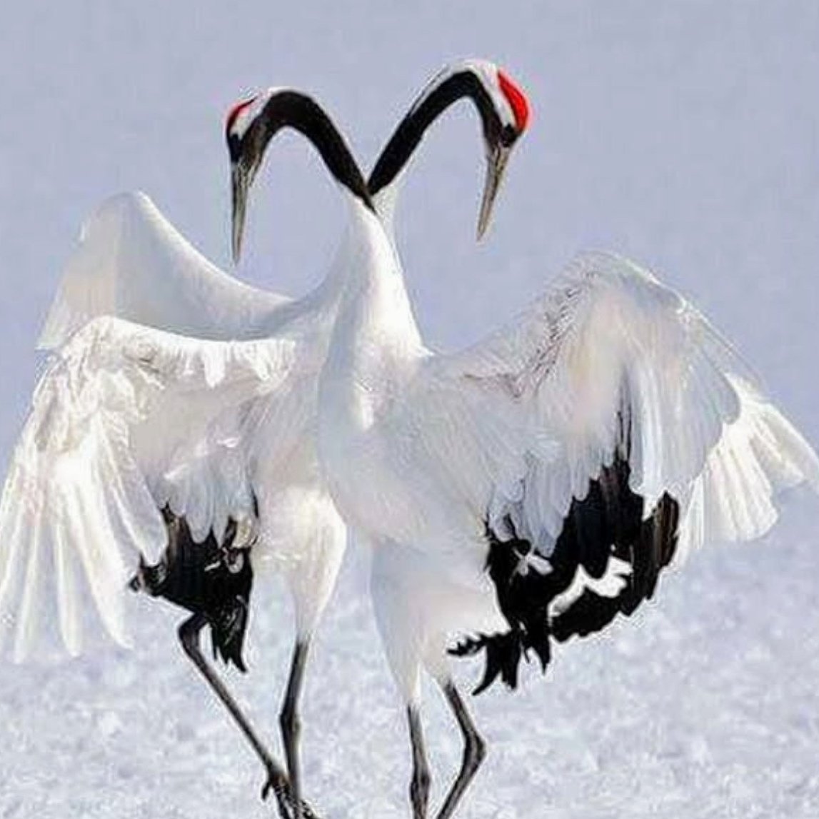 Стерх белый журавль танец