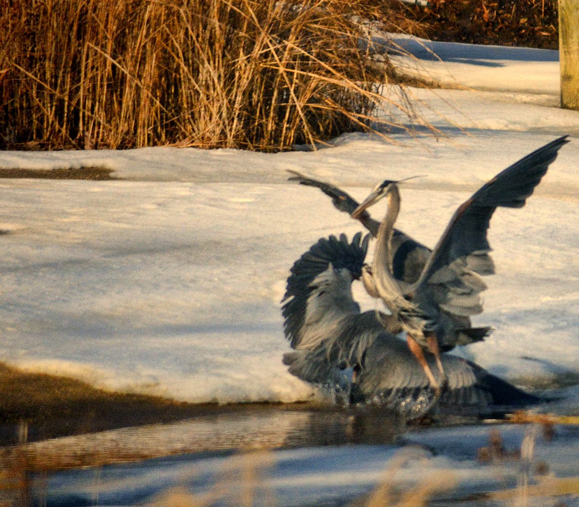 Лебеди Журавли и гуси
