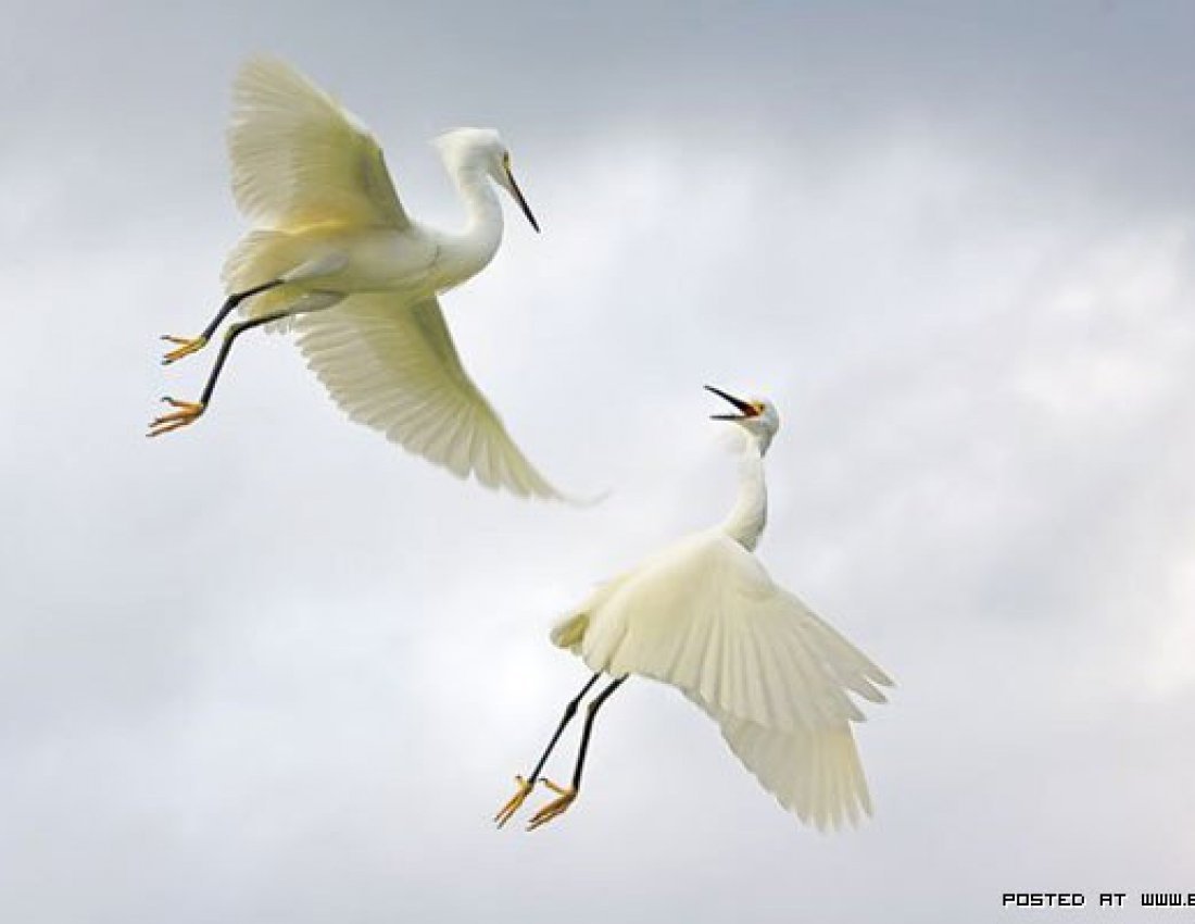 Белые Журавли в небе