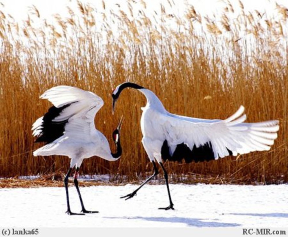 Брачные танцы птиц