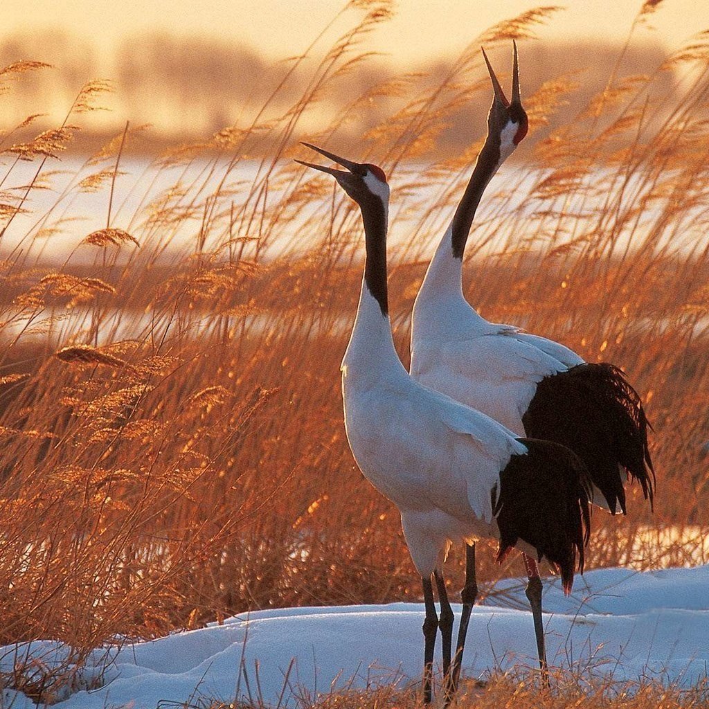 Журавли Геншин
