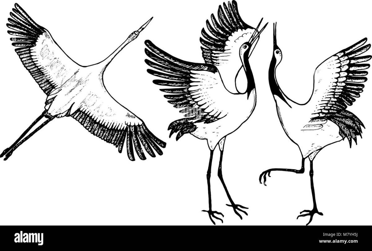 Эскиз журавля в полете