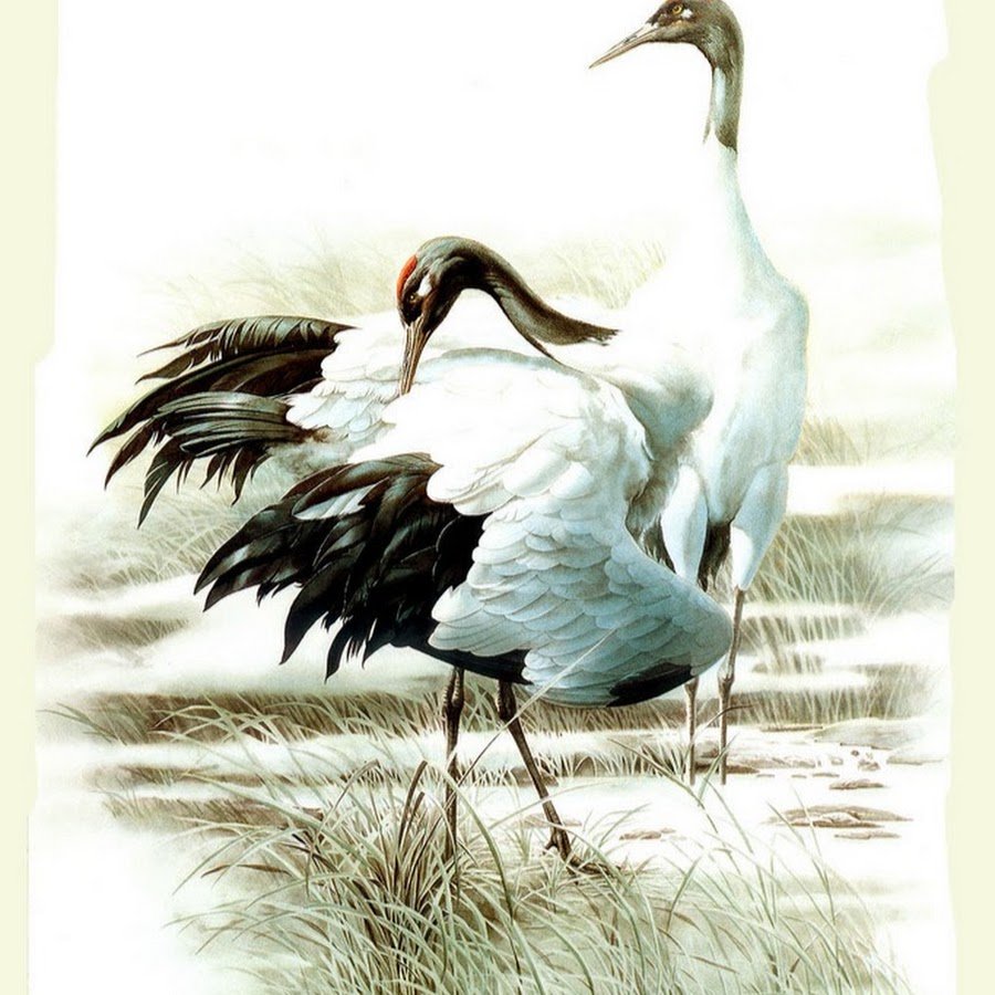 Журавль рисунок