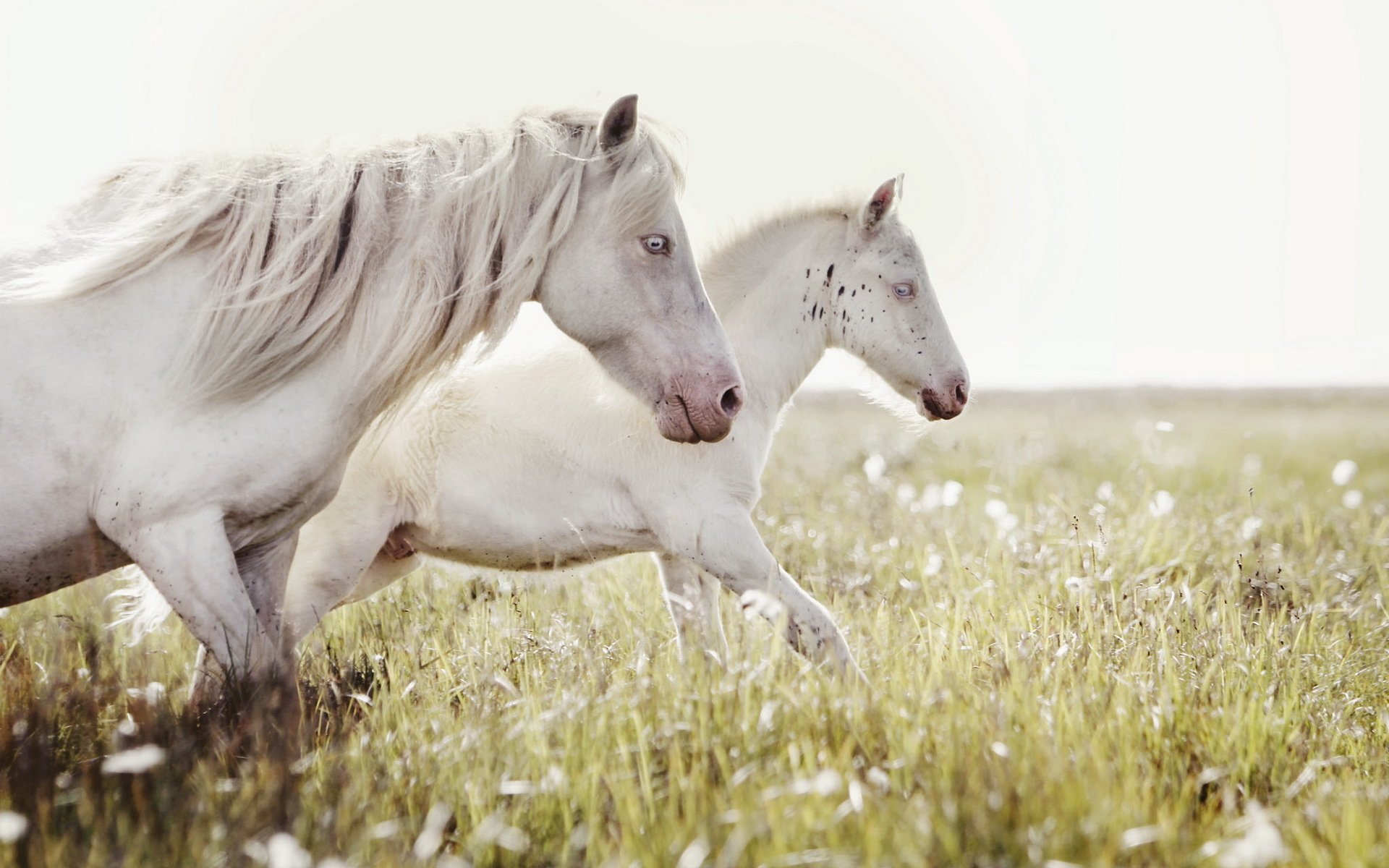 Белоснежные лошадки. Белая лошадь. Красивый белый конь. Жеребёнок и белая лошадь. Лошадь бежит.