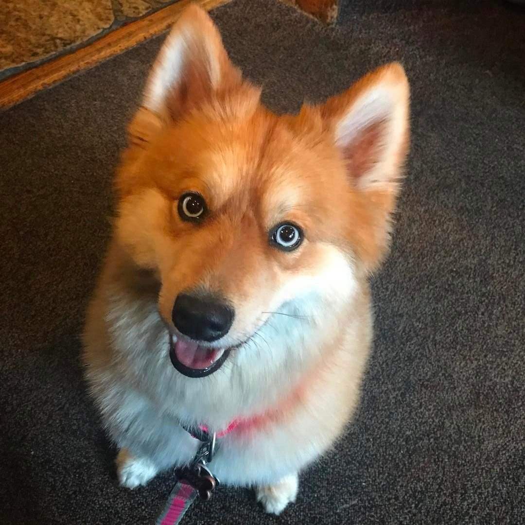 Помски рыжий