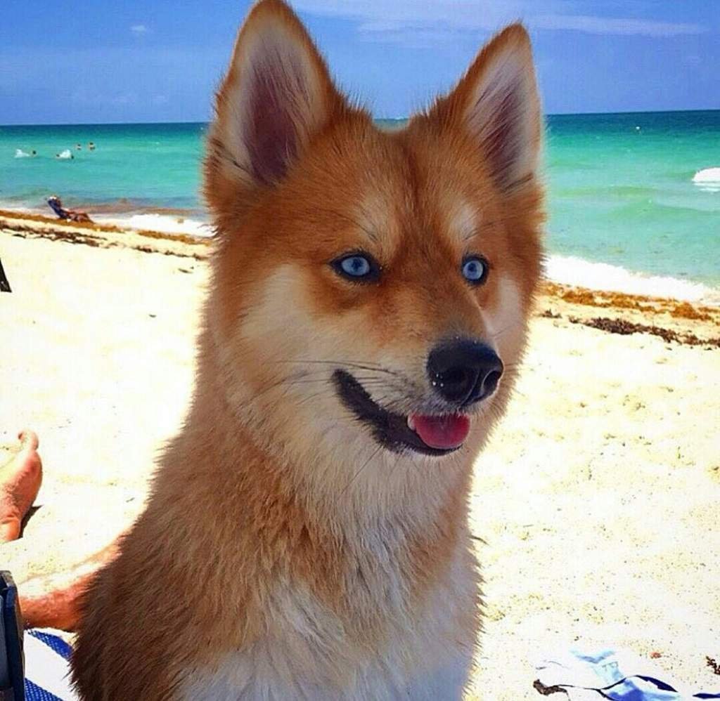 Порода помски рыжий