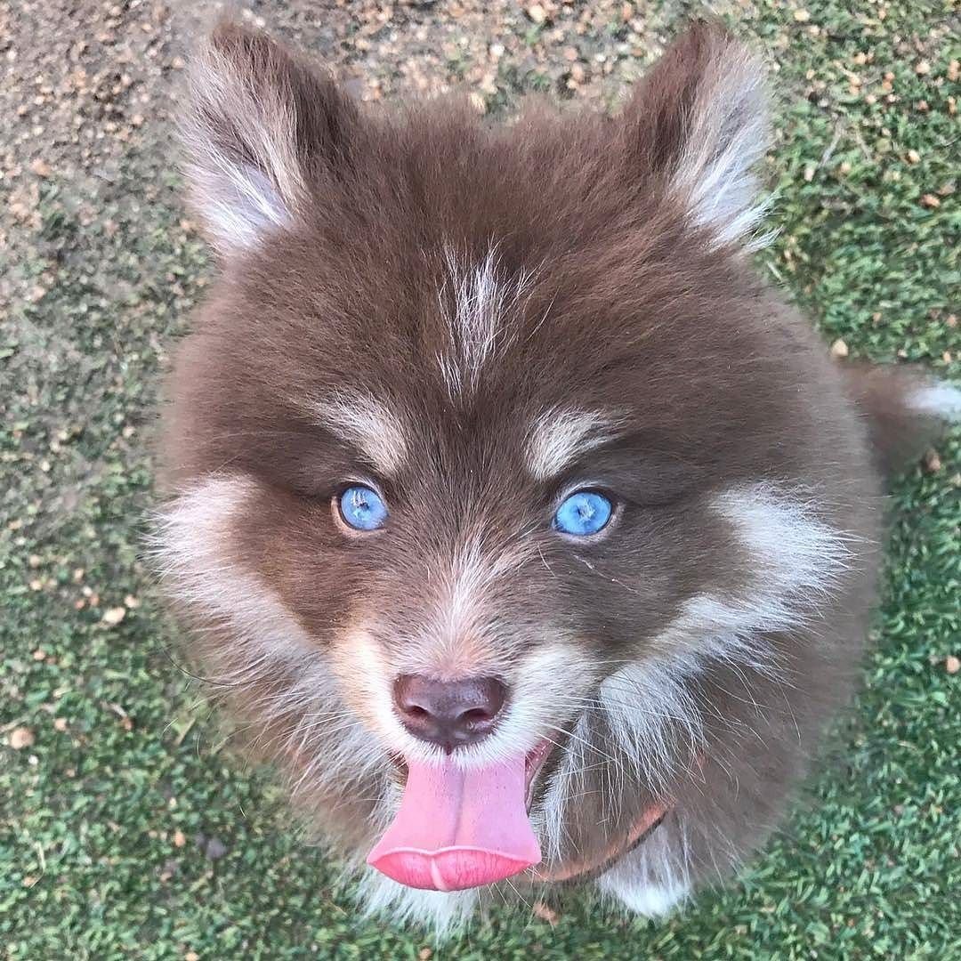 Помски шоко