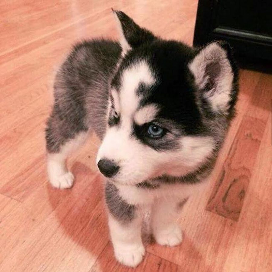 Бейби хаски