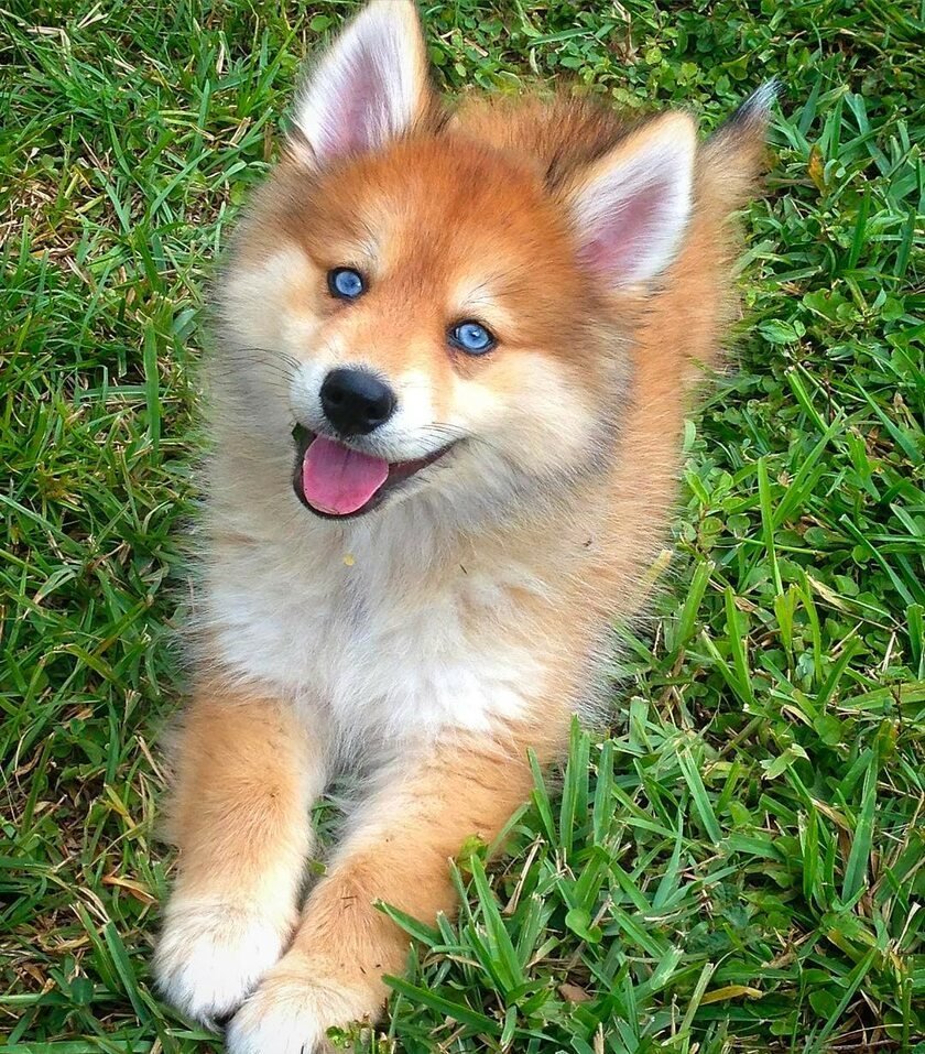 Помски порода