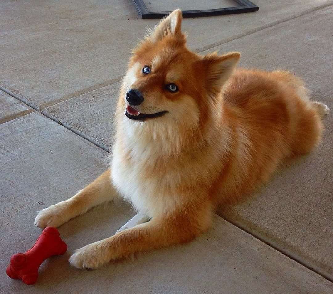 Лисья помски