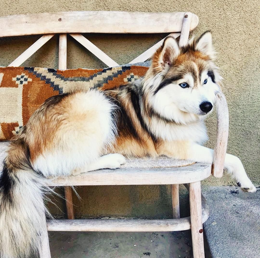 Хаски лисички