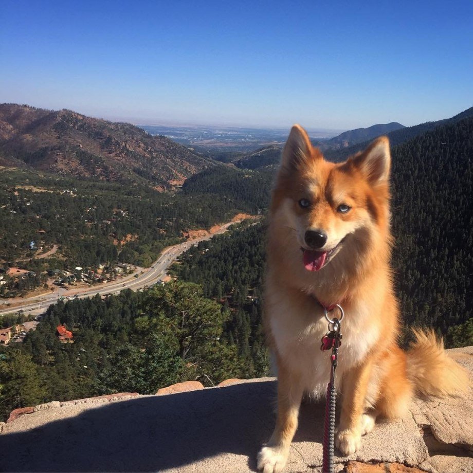 Помски собака лиса