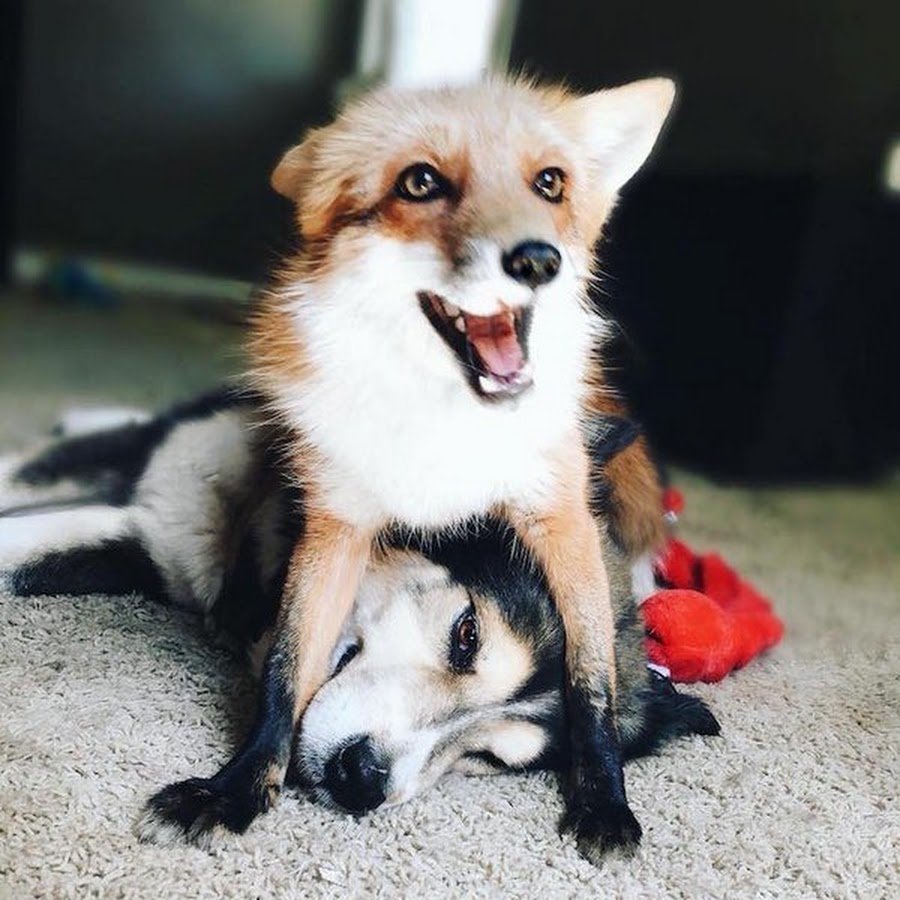 Счастливая лиса Джунипер