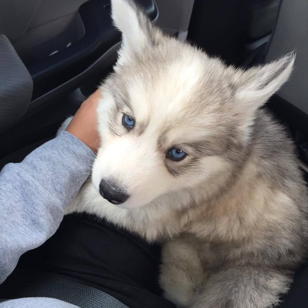 Машина милая с животными