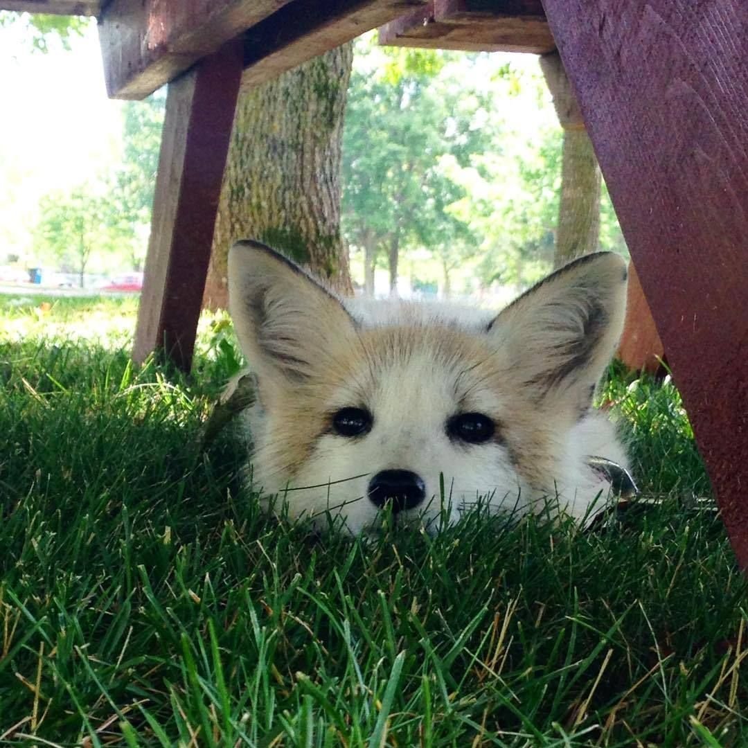 Собаки с лисьей мордочкой