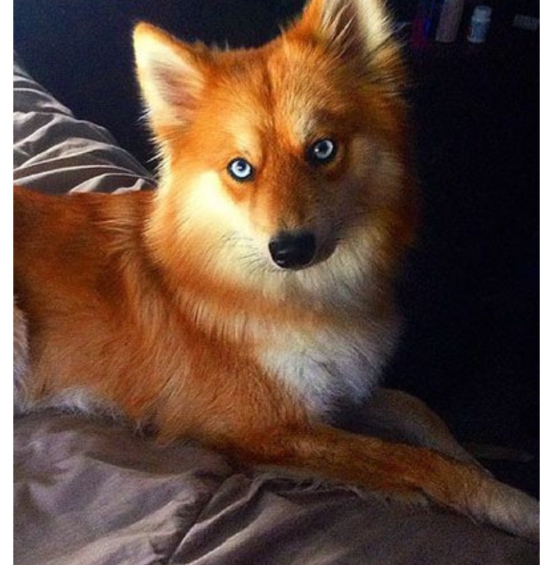 Лисья помски