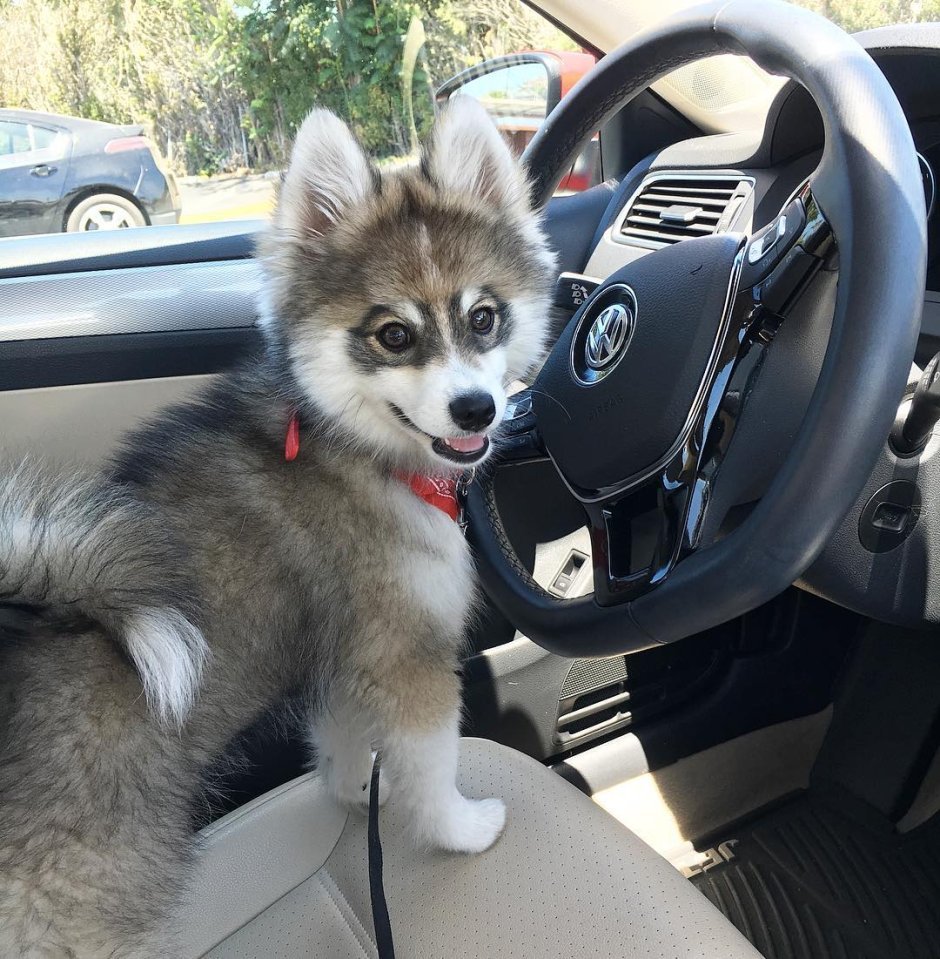 Микро помски -померанский мини хаски