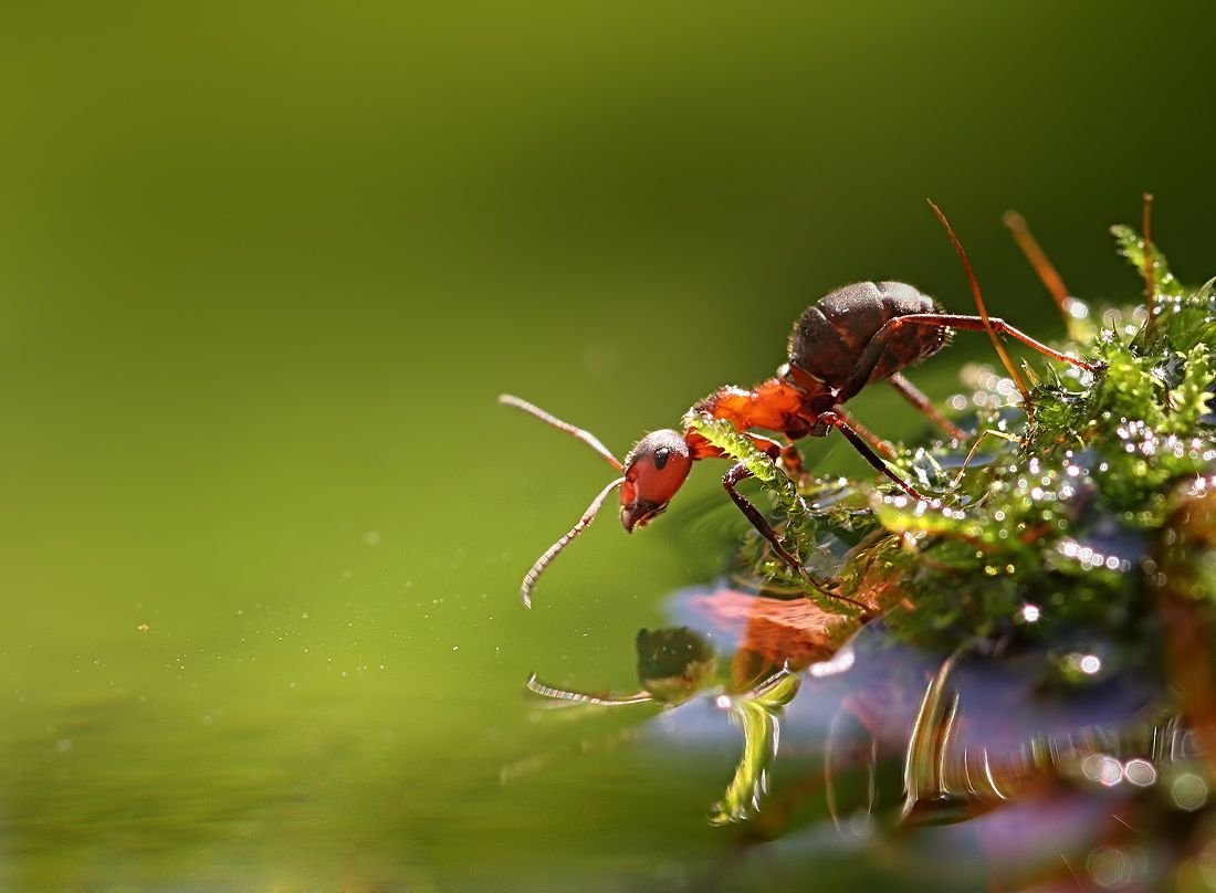 Муравей макро