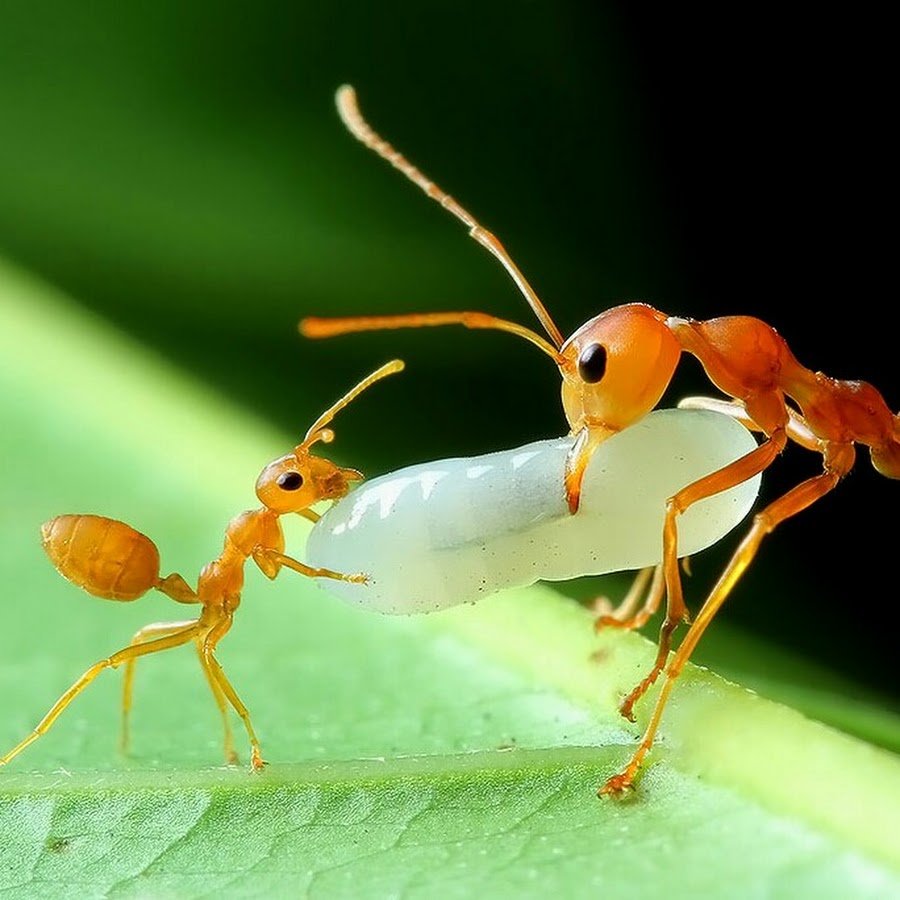 Детеныши муравьев