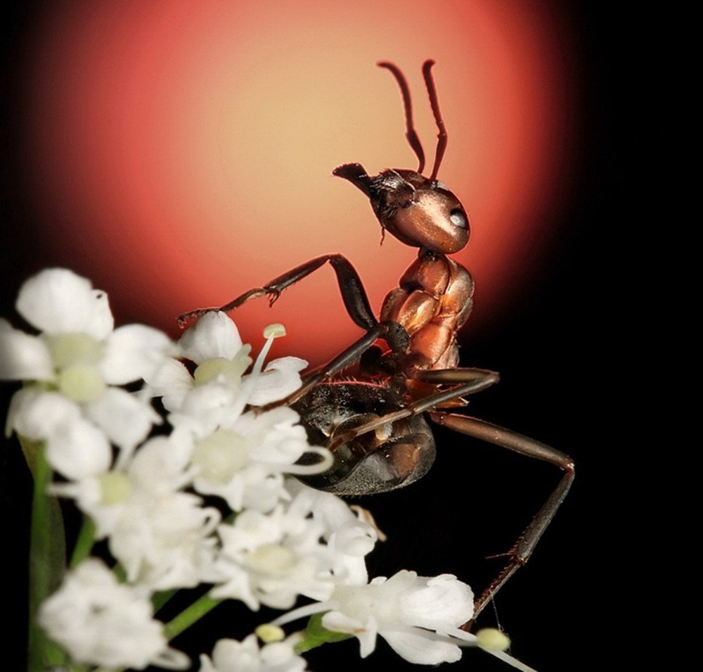 Андрей Павлов фотограф муравьи