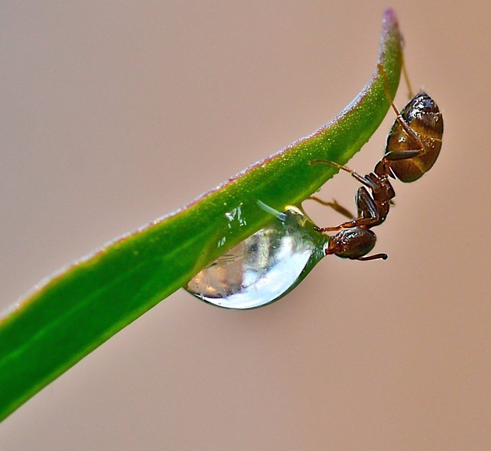 Муравей на травинке