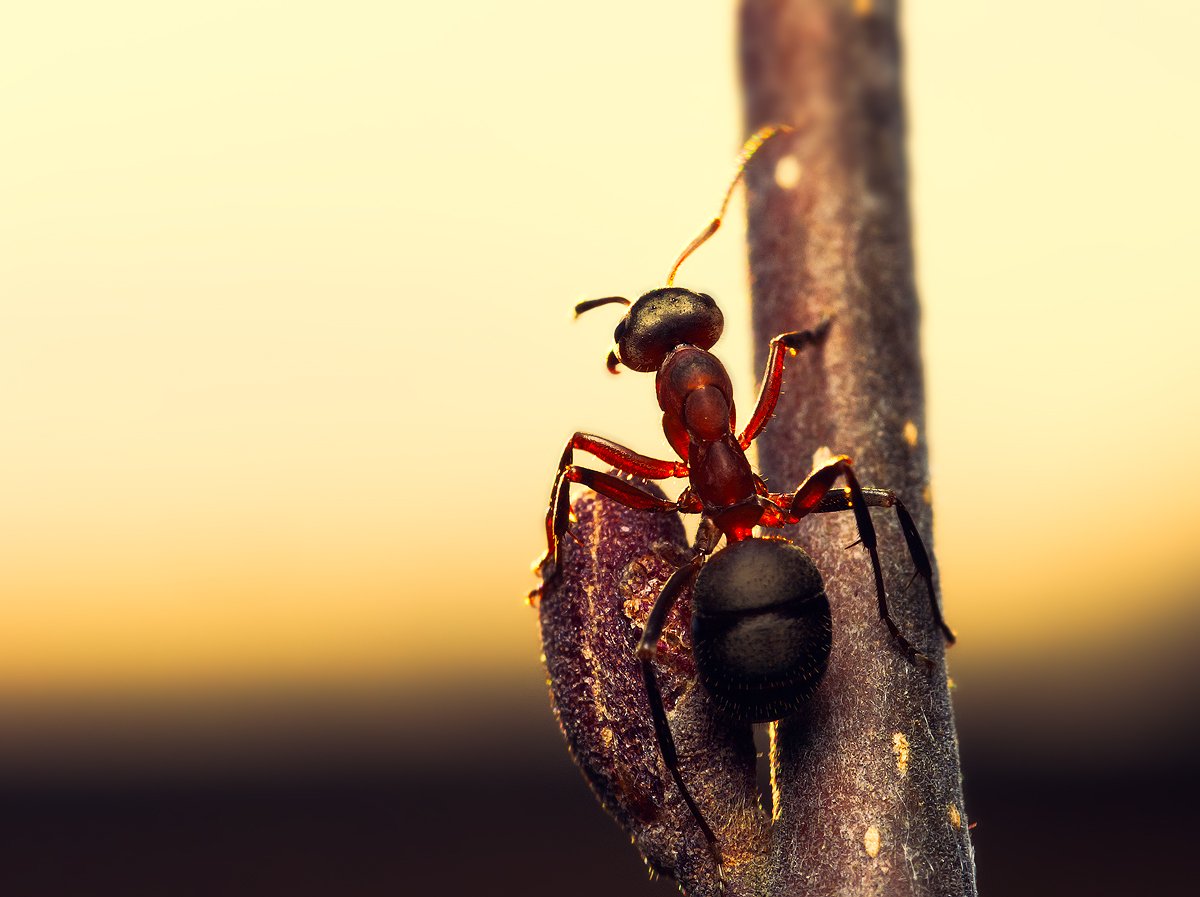 Муравей бык