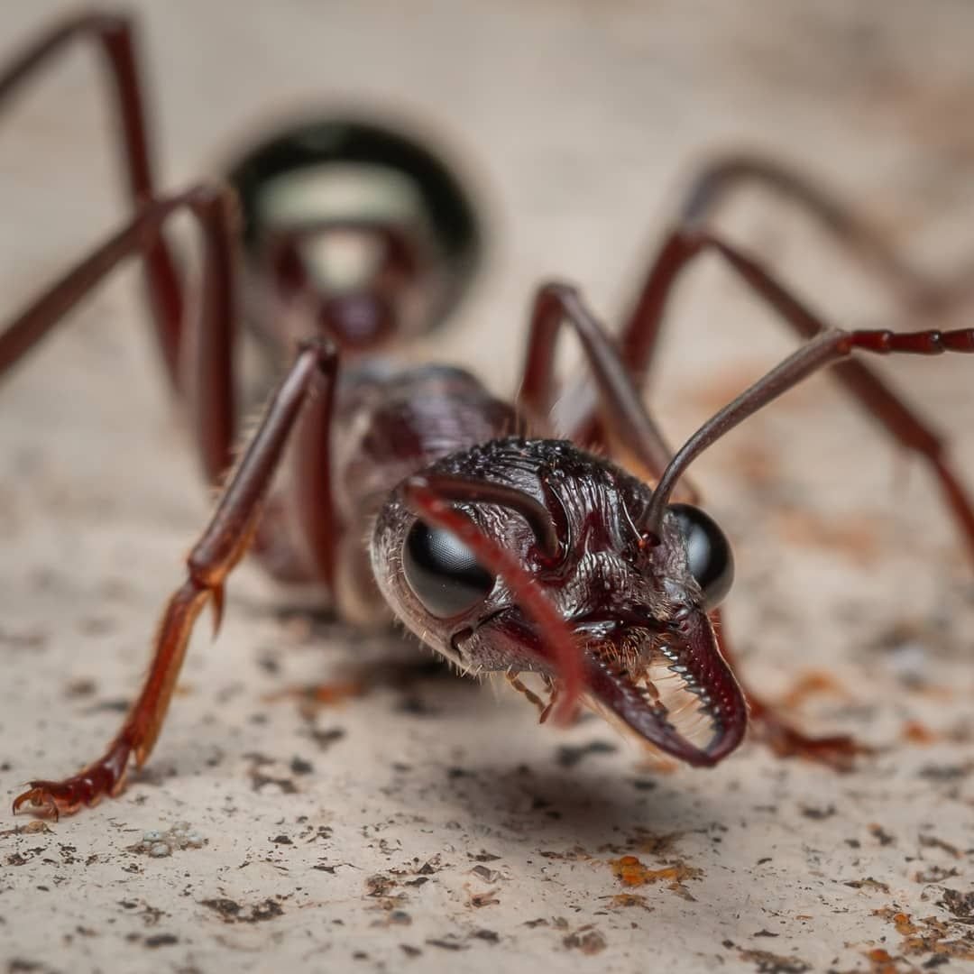 Мирмеции муравьи