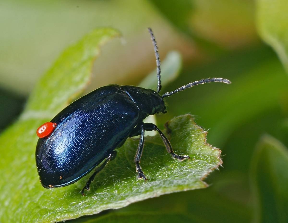 Ольховый Листоед