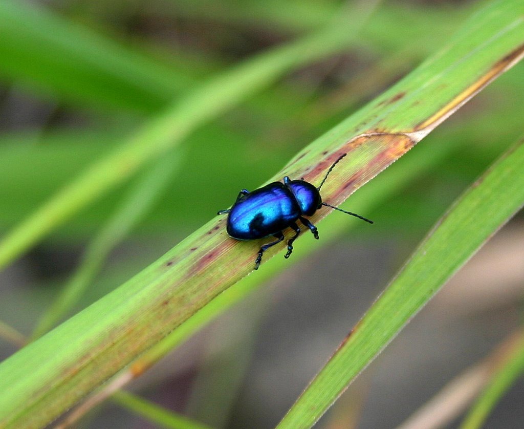 Жук Синекрылка