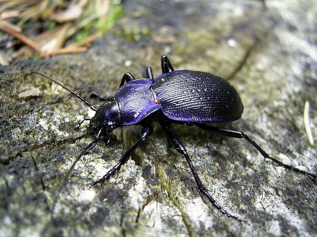 Жужелица венгерская Carabus Hungaricus