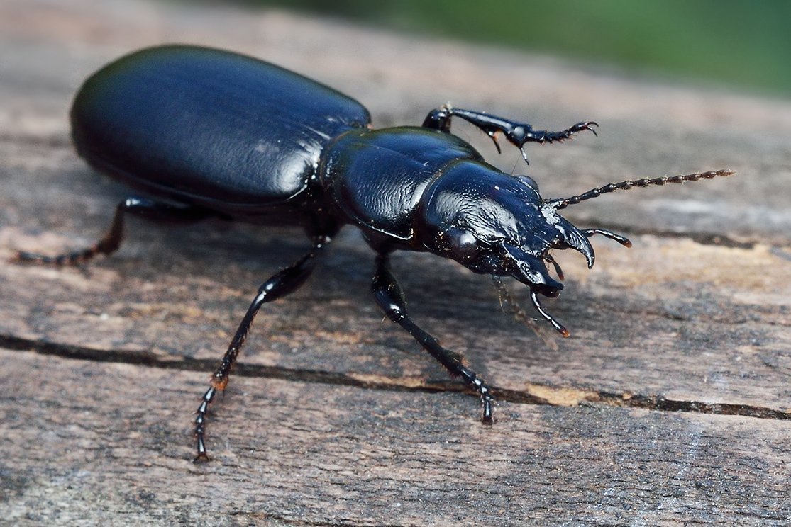 Жук жужелица Садовая