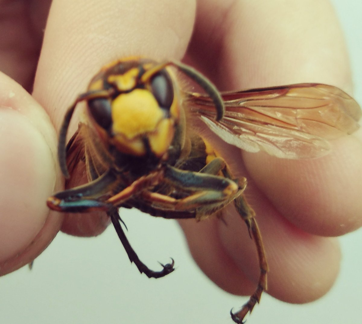 Азиатский Шершень