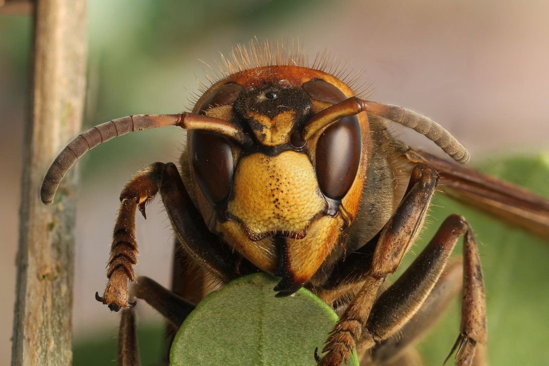 Муравей и Шершень