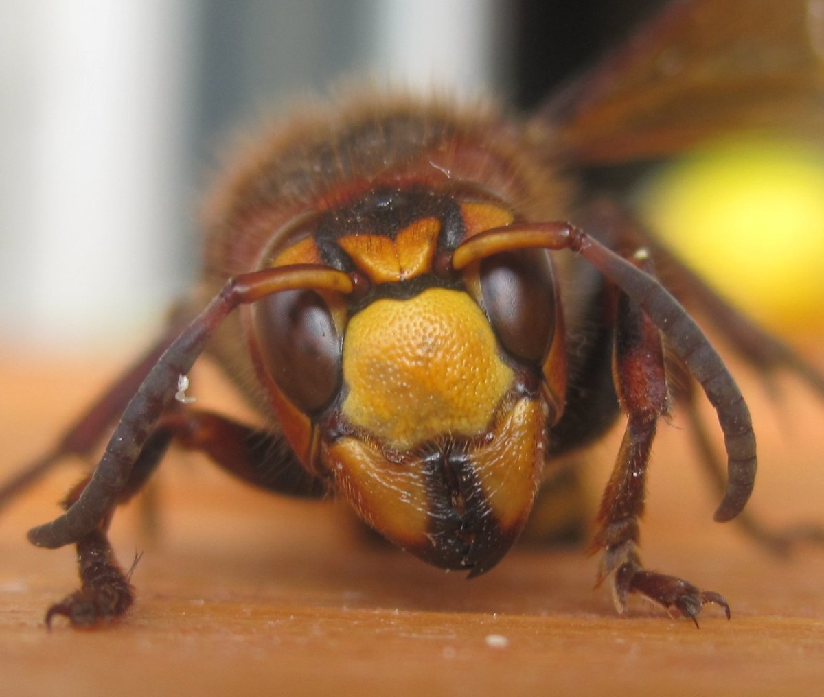 Vespa mandarinia Шершень