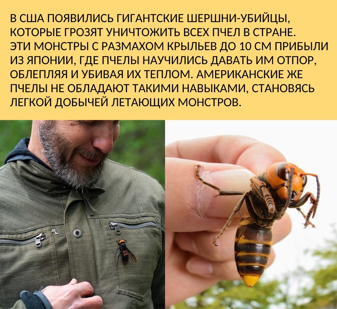 Японский Шершень убийца