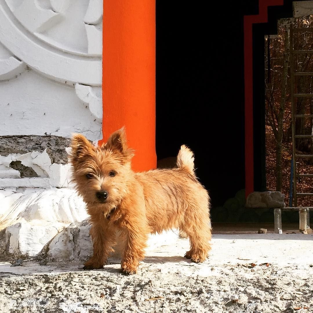 Норвич терьер флаффи