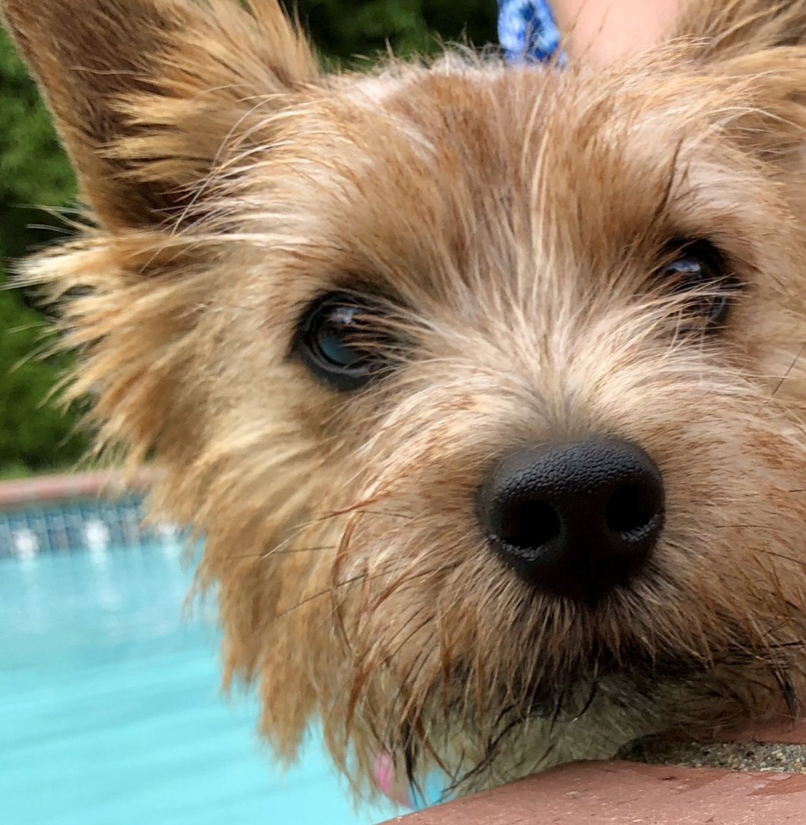 Норвич и Норфолк терьер